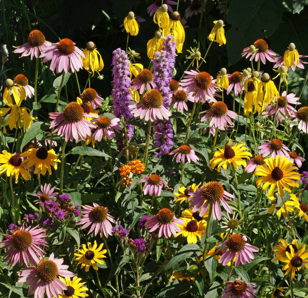 Midwest Wildflower Seed Mix - ST2