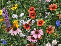 Northeast Wildflower Seed Mix - ST4