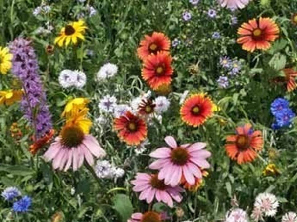 Northeast Wildflower Mix Seeds - Attracts Butterflies and Bees - ST04