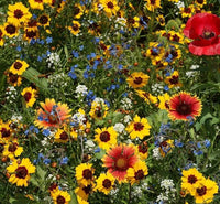 Late Blooming Wildflower Mix Seeds - autumn fall varieties    ST14