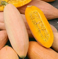 Jumbo Pink Banana Squash - Cucurbita maxima - M5