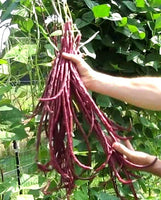 Red Yardlong Bean Seeds - Vigna unguiculata var. sesquipedalis - B66