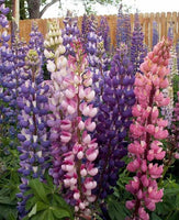 Russell Lupine Mix  Seeds - Purple, Pink & Yellow Flowers - B143