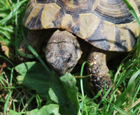 Russian Tortoise Forage Seed Mix - Testudo horsfieldii - B281