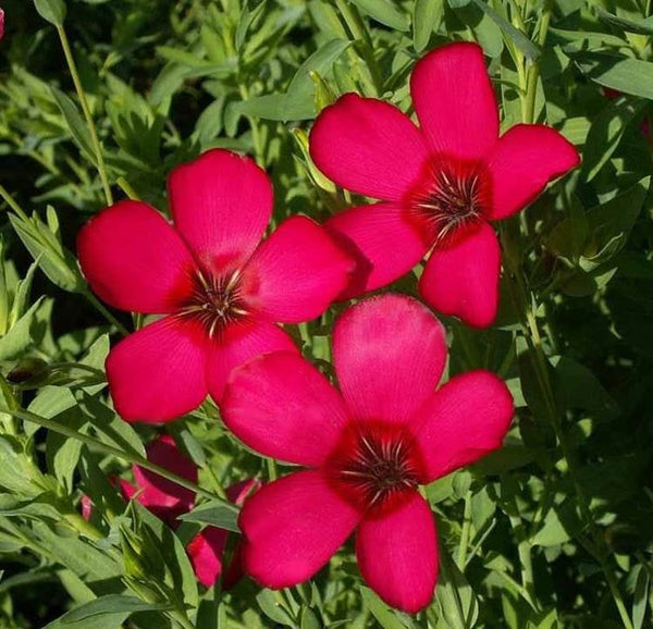 Scarlet Flax Seeds- Southern Growing Bright Red Flowers B210