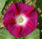 Scarlett O'hara Morning Glory - Ipomoea nil - B122