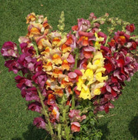 Snapdragon Giant Tetra Mix Seeds - Antirrhinum majus - B205