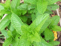 Spearmint Heirloom Culinary Herb Seeds - Non-Gmo - bin320