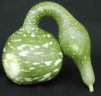 Speckled Swan Gourd 20 Seeds Buy 2 Order Get 1 Order FREE Cucurbita pepo B113