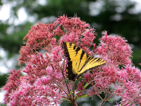Sweet Joe Pye Weed Seeds - Butterfly Attracting Pink Flowers - Eupatorium purpureum - FR7