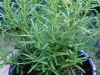 Summer Savory Seeds - Heirloom non-gmo Herb - bin167