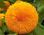 Dwarf Teddy Bear Sunflower Seeds - Helianthus annuus - B69