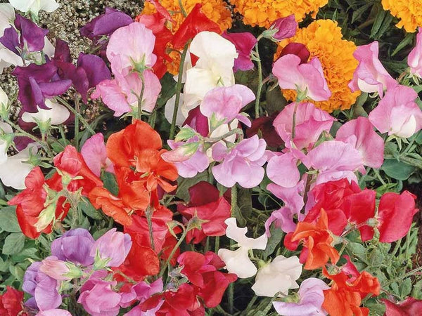 Sweet Pea Knee High Mix - Dwarf with Red Pink White Flowers - bin237