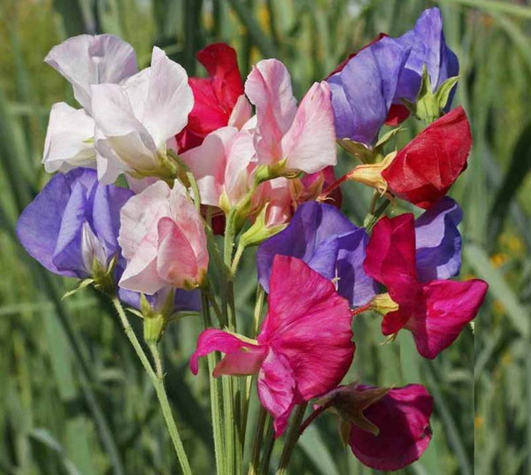 Sweet Pea Mammoth Mix - Many Packet Sizes - Colorful Flowers - bin203
