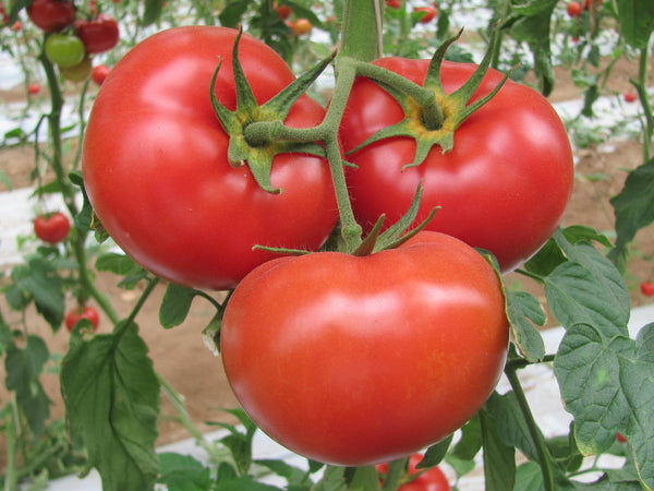 Wisconsin 55 Tomato (80 Seeds, or 1/4 gram) - Heirloom - Buy 2 orders get 1 order FREE -B98