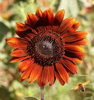Velvet Queen Sunflower Seeds -Stunning Red Orange Flowers - B41