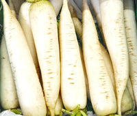 Heirloom White Icicle Radish Seeds - Raphanus sativus - B236