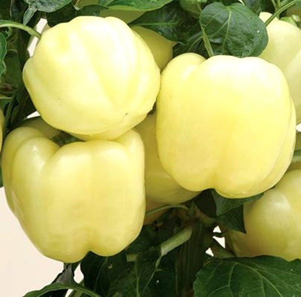 White Bell Pepper Seeds - Capsicum annuum - B310