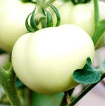 Heirloom White Wonder Beefsteak Tomato Seeds - Lycopersicon lycopersicum - B221