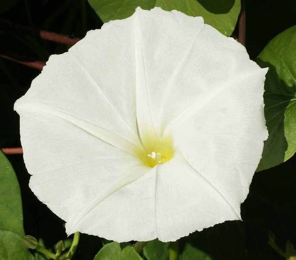 White Moonflower VINE - Night Blooming Morning Glory - bin324