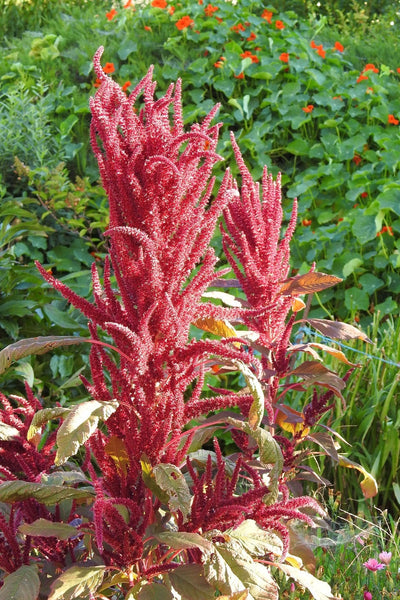 Amaranth Red Garnet Seeds - Microgreens or Garden - Packets or Pounds - bin197