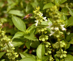 Lime Basil 300 Seeds - Save Buy 2 orders get 1 order FREE! - B97