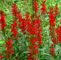 Cardinal Flower Seeds - Lobelia Cardinalis -  FR11