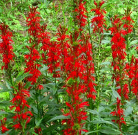 Cardinal Flower Seeds - Lobelia Cardinalis - FR11