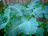 Heirloom Vates Collards Seeds - Brassica oleracea var. viridis - C7