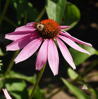 Purple Coneflower Seeds - Echinacea purpurea - B230