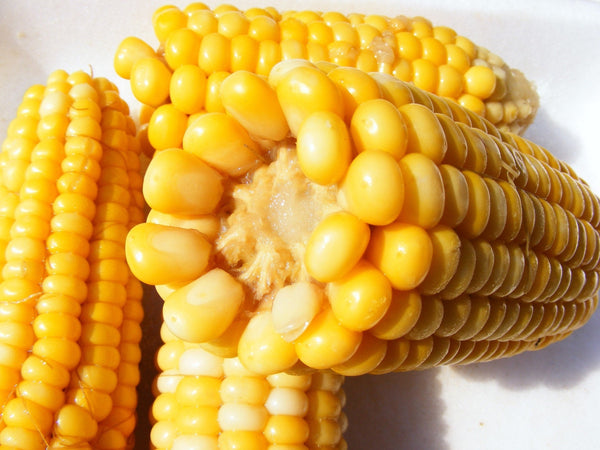 Golden Bantam Corn Heirloom Seeds - Seeds may be treated - C1