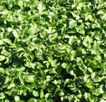Pepper Cress Seeds - Heirloom curled grass pepperwort 253