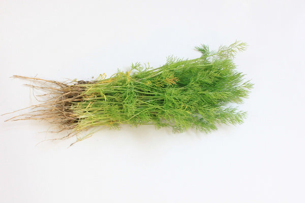 Dill Bouquet Herb Seeds - Easy Grow - bin34