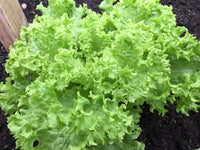 Heirloom Broadleaf Batavian Endive Herb Seeds - Cichorium endivia 'latifolium' - B146