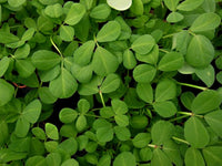 Fenugreek Heirloom Culinary Herb Seeds - Trigonella foenum-graecum - B129