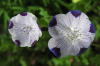 Five Spot Flower Seeds - Nemophila maculata - Many Sizes - B87