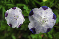 Five Spot Wildflower Seeds - Nemophila maculata - B87