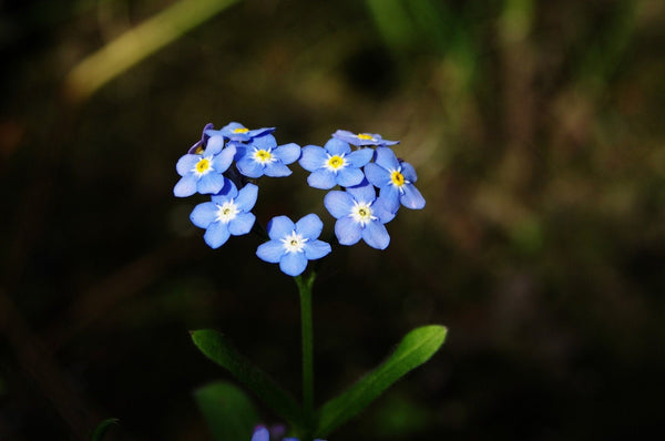 Forget Me Not Seeds - Bright Blue Flowers - bin254