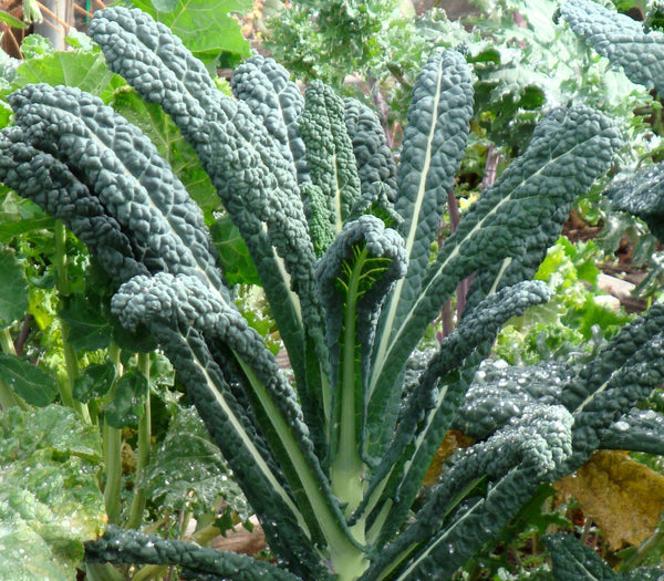 Lacinato Kale Seeds - Brassica oleracea var. palmifolia - B291