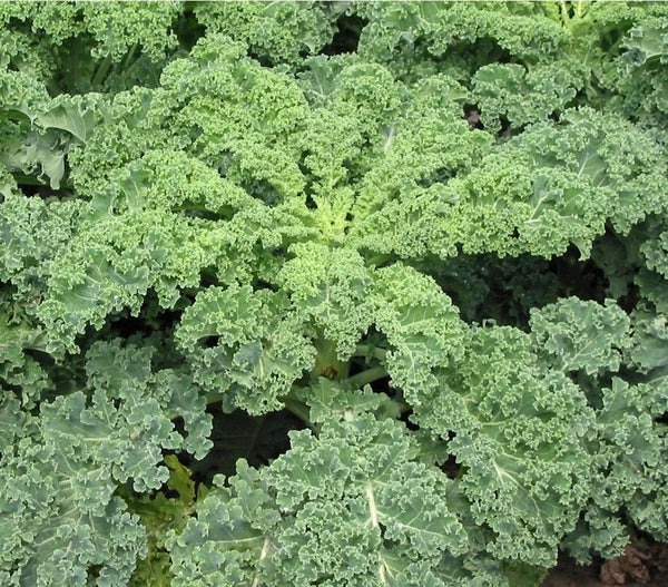 Heirloom Dwarf Siberian Kale Seeds - Brassica oleracea var. acephala - B43