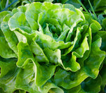 Heirloom Tom Thumb Lettuce Seeds - Lactuca sativa - B299