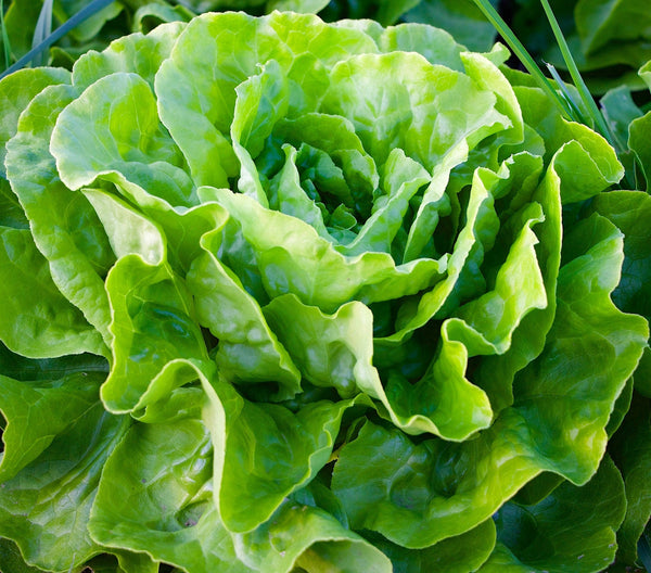 Heirloom Tom Thumb Lettuce Seeds - Lactuca sativa - B299