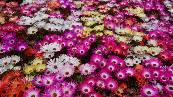 Ice Plant, Livingstone Mix Seeds - Dry Area Ground Cover - bin242