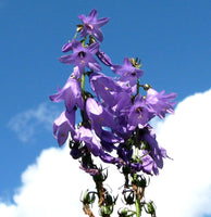 Lobelia Great Blue Wildflower Seeds - Lobelia siphilitica - B215