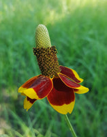 Mexican Hat Wildflower Seeds - Ratibida columnifera - B284