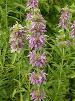 Lemon Mint Seeds - Monarda citriodora - B65