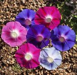 Day & Night Blooming Morning Glory Seed Mix - ST23