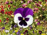 Rainbow Giants swiss Pansy Seed Mix - Viola tricolor var. hortensis - B247