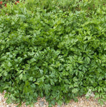 Italian Giant Parsley Seeds - Petroselinum crispum neapolitanum - B57