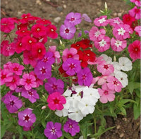 Phlox Annual Mix Seeds - Drummond's red violet white pink gold #209
